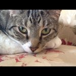 Profile Picture of Stephanie Markham Stubing (@mikswife) on Instagram