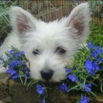 Profile Picture of Colin Johansen-campbell (@colin_johansencampbell) on Instagram