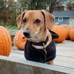 Profile Picture of Simon (@simonlongfellow) on Instagram