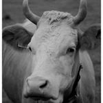 Profile Picture of Neil Barrett (@neil_barrett70) on Instagram