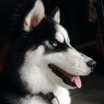 Profile Picture of THE DOG KYLE CARDONA (@thedogkyle) on Instagram