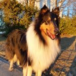Profile Picture of Julie Audet (@mycollies.samnelson.mescolleys) on Instagram