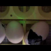 Profile Picture of Jared Matthews (@jkasrterdf) on Youtube