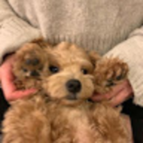 Profile Picture of Fiona Wu (@fionaaww1) on Poshmark