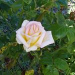 Profile Picture of Kim Shank-Zehner (@kimshankzehner) on Instagram