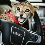 Profile Picture of عبدالله العَمري (@abdullah_alamri46) on Instagram