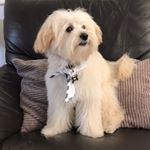 Profile Picture of Bert Simpson (@bertrsimpson) on Instagram