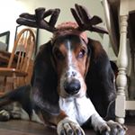 Profile Picture of Carlos Tran (@carlos_the_basset) on Instagram