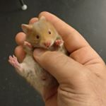 Gabriel Meier (Yascha) - Instagram Profile Picture of Gabriel Meier (Yascha) (@gabrielmeier1991) on Instagram