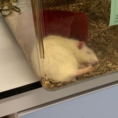 Profile Picture of Gary Marcus Fan Account (@gary_account) on Twitter