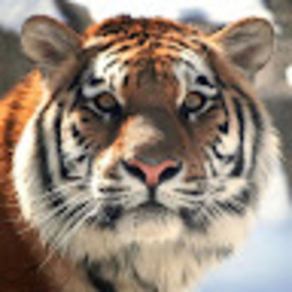 Profile Picture of Meyer M (@celestem617) on Poshmark