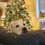 Profile Picture of Dolly Ayers-Terrell ~ the Golden 🐶 (@dolly_the_golden2022) on Instagram