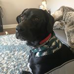 Profile Picture of Wilton Dane Hoffman (@wiltondane) on Instagram