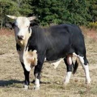 Profile Picture of Adrian Echeverria N. (@echever11) on Twitter