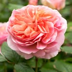 Profile Picture of Bloom Childcare Centre (@Bloom-Childcare-Centre) on Facebook