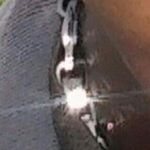 Profile Picture of Ray Lacey (@rlacey102) on Instagram