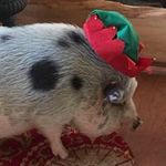 Joe Ducati - Instagram Profile Picture of Joe Ducati (@jducat12) on Instagram