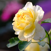 Profile Picture of Shi-Rong Cheng (@cheng8016) on Youtube