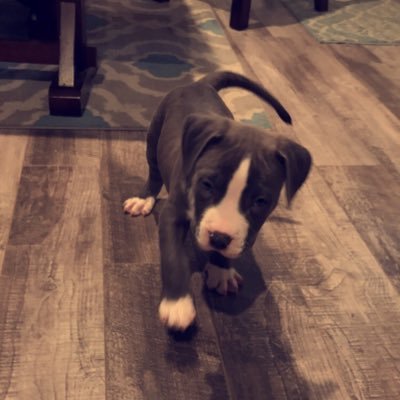 Profile Picture of Dominick Diaz (@Dominic98981556) on Twitter