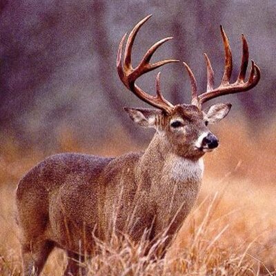 Profile Picture of Dillon Pearson (@DillonDpearson) on Twitter