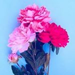 Profile Picture of Lily Schaefer (@schaefer.lily) on Instagram