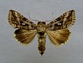 Profile Picture of Cornutiplusiaon Wikipedia