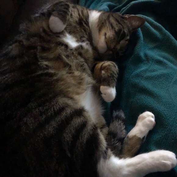 Profile Picture of Meghan Paccione (@meghanpaccione) on Poshmark