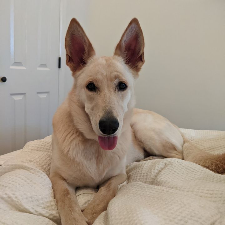 Profile Picture of Ruby Shepherd (@rubytheshepherdprincess) on Tiktok