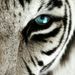 Profile Picture of TheCrouchingTiger (@renetamarie) on Pinterest