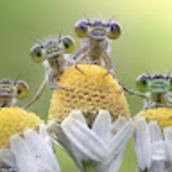 Profile Picture of Anthony Gianfortune (@gianfortunea571) on Poshmark