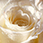 Mariaelea - Flickr Profile Picture of Mariaelea (@una.rosa_bianca) on Flickr