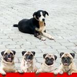 Profile Picture of Patrick Dsouza Dsouza (@patrickdsouzadsouza) on Instagram