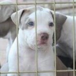 Profile Picture of Drew Goldsmith (@drewthejeww) on Instagram