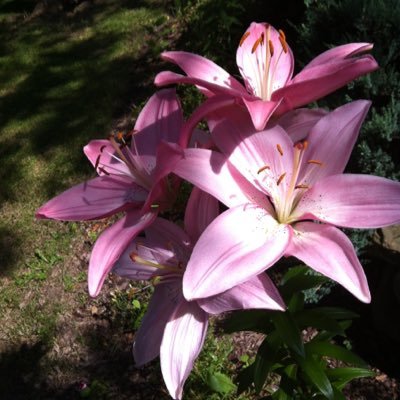Profile Picture of Shirley  Schultz (@Shirley05353573) on Twitter