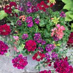 Profile Picture of Hélène Scott Chartrand (@helene.chartrandbell.net_) on Instagram