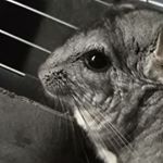 Profile Picture of bubber's & genji's page ✨ (@bubberslee) on Instagram