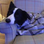 Profile Picture of Richard Summerfield (@rjsjersey) on Instagram