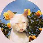 f e l i n e - Instagram Profile Picture of f e l i n e (@forbidden.cats) on Instagram