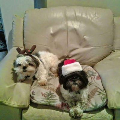 Profile Picture of Cynthia Pollock (@crpollock527) on Twitter