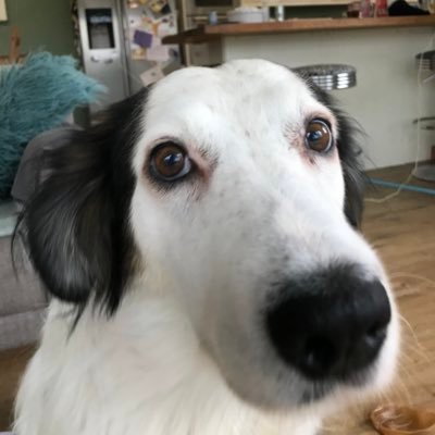 Violetblair - Twitter Profile Picture of Violetblair (@Violetblair17) on Twitter