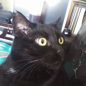 Profile Picture of Zepher13 (@ValorieWalker3) on Twitter