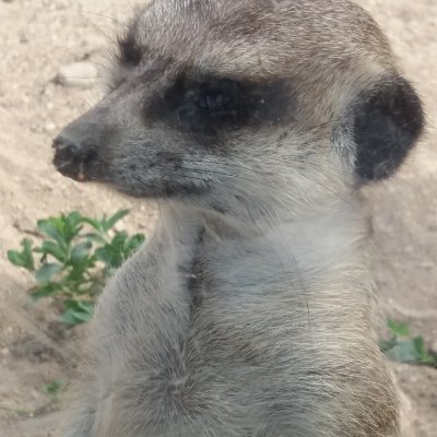 Profile Picture of Iancu Daniel (@IancuDaniel18) on Twitter