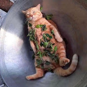 Aaron Toledo - Youtube Profile Picture of Aaron Toledo (@aarontoledo9271) on Youtube