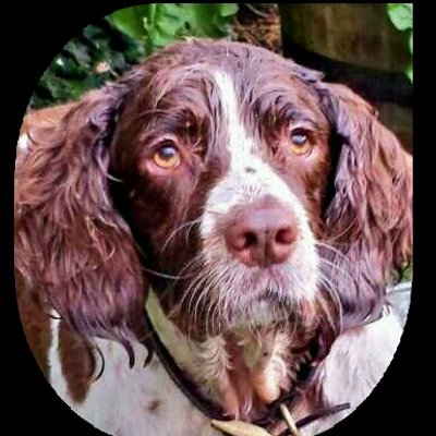 Profile Picture of Bruce (@springersteen) on Twitter