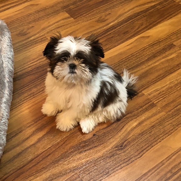 Profile Picture of Jessica Noll (@jess223np) on Poshmark