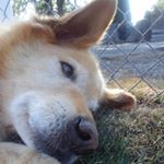 Profile Picture of Grady (@gradytheoldgolden) on Instagram
