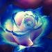 Profile Picture of Patti Hogan (@toypony1) on Pinterest
