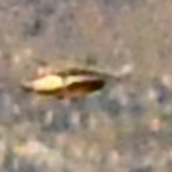 Lorien Fenton - Poshmark Profile Picture of Lorien Fenton (@firstlorien) on Poshmark