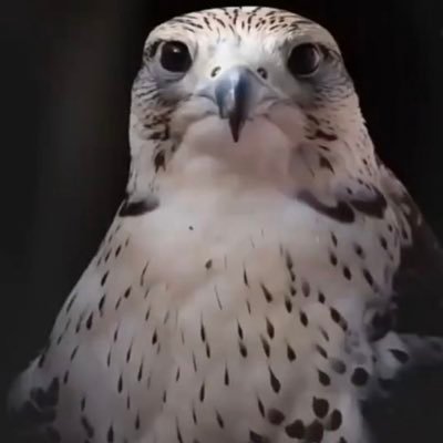 Profile Picture of Abdullah Albakri (@Abdulla74122748) on Twitter