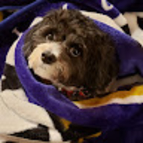 Profile Picture of Eleni Roros (@eroros99) on Poshmark